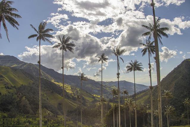 Cocora Valley